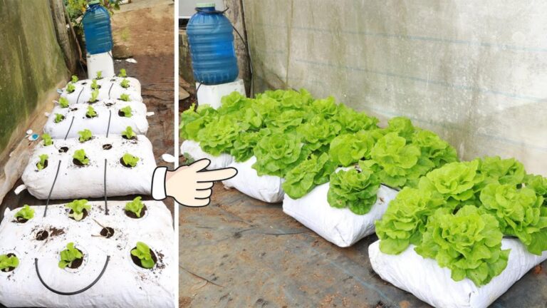 Questo semplice gesto trasforma il tuo orto in un rigoglioso campo di lattuga…