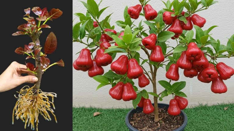 Questo semplice gesto trasforma il tuo albero di mele giava in pochi mesi…