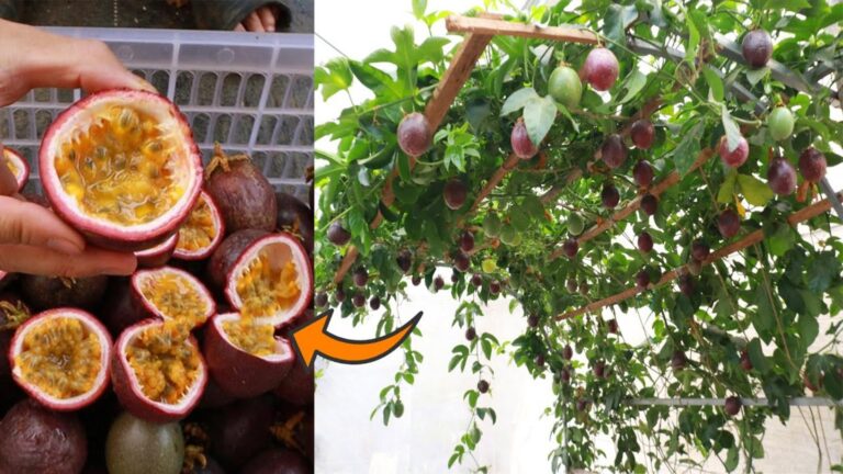 Questo semplice gesto trasforma un contenitore di plastica in un frutteto straordinario…