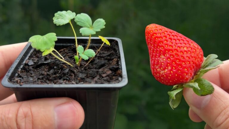 Questo semplice gesto ti permetterà di avere fragole fresche tutto l’anno…