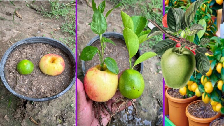 Questo semplice gesto trasforma i frutti in alberi: scopri come fare…