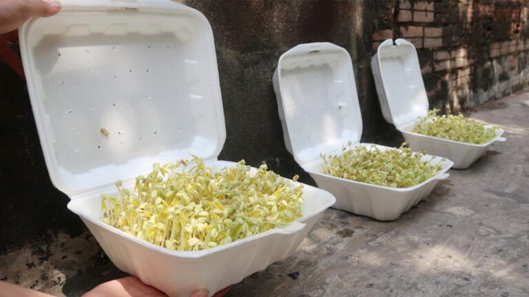 Un’idea davvero semplice per far crescere germogli di fagiolo in casa… scopri come!