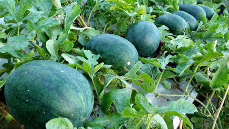 Questo semplice gesto trasformerà il tuo terrazzo in un orto di angurie enorme…