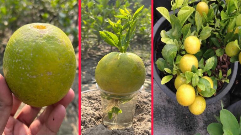 Questo semplice gesto trasforma un limone in un albero da frutto… scopri come!