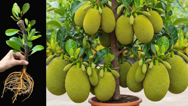 Questo semplice gesto fa crescere il jackfruit con il doppio dei frutti…