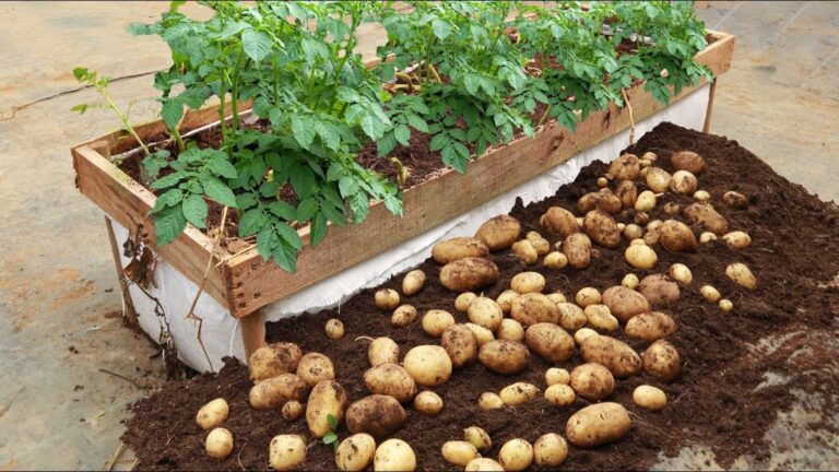 Questo semplice gesto ti farà raccogliere patate abbondanti in anticipo…