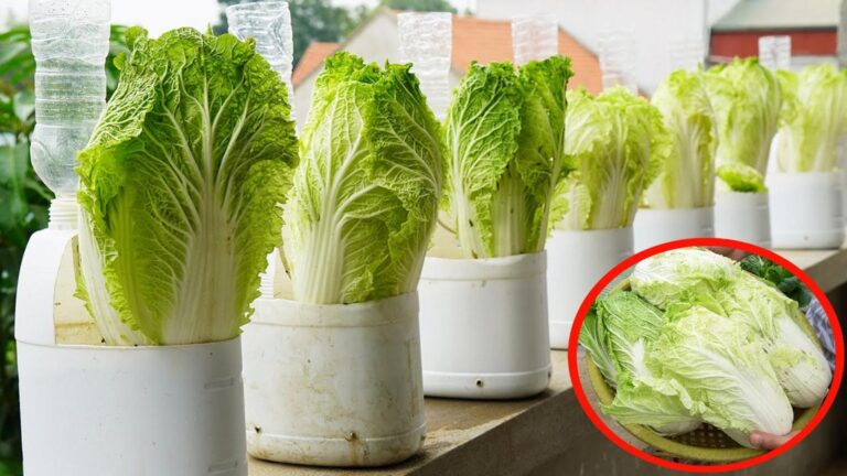 Questo trucco incredibile per coltivare cabbage in bottiglie vi lascerà sorpresi…