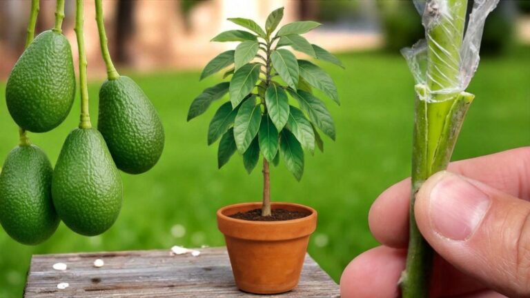 Questo semplice gesto accelera la produzione di avocado… scopri come trasformare le…