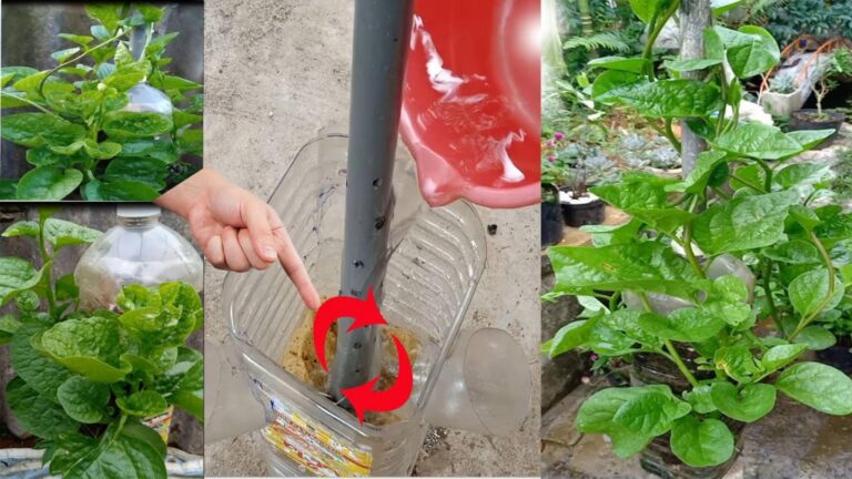Questo semplice gesto trasforma il tuo giardino in un paradiso degli spinaci…