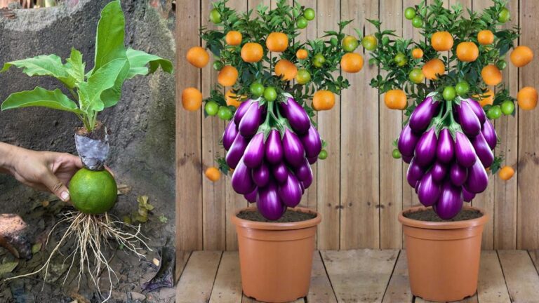 Questo semplice gesto trasforma melanzane in frutti d’arancia… Scopri come ottenere…