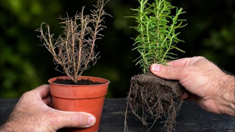 Questo semplice gesto manterrà il tuo rosmarino sempre verde e rigoglioso…