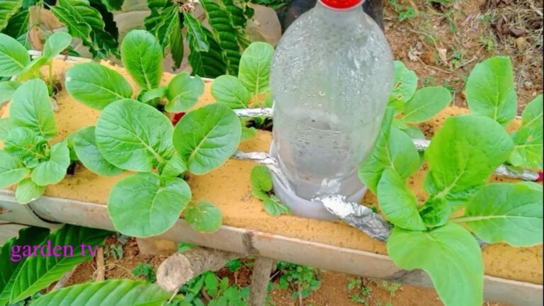 Questo metodo ti farà crescere verdure biologiche a casa… Scopri come!