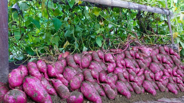 Questo metodo per coltivare patate dolci in verticale ti sorprenderà…