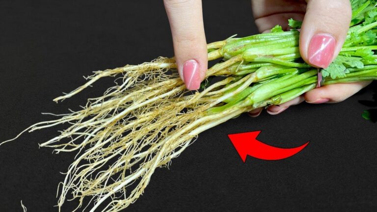 Molti ignorano che le radici di coriandolo possono trasformare piatti comuni in…