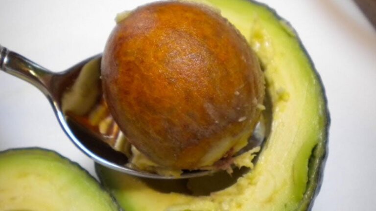Questo semplice gesto trasforma i semi di avocado in splendide piante…
