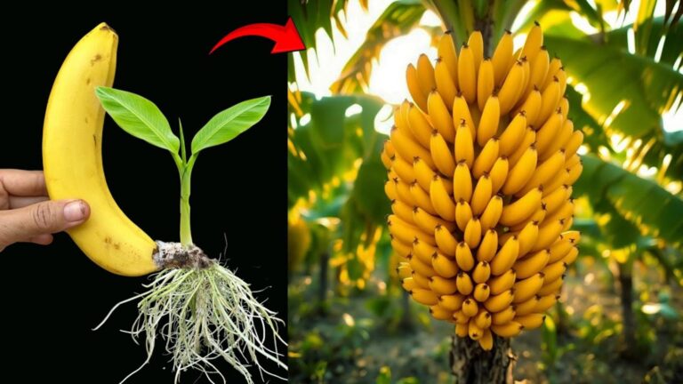 Con queste tecniche, i banani crescono più velocemente e i frutti non tardano a arrivare…