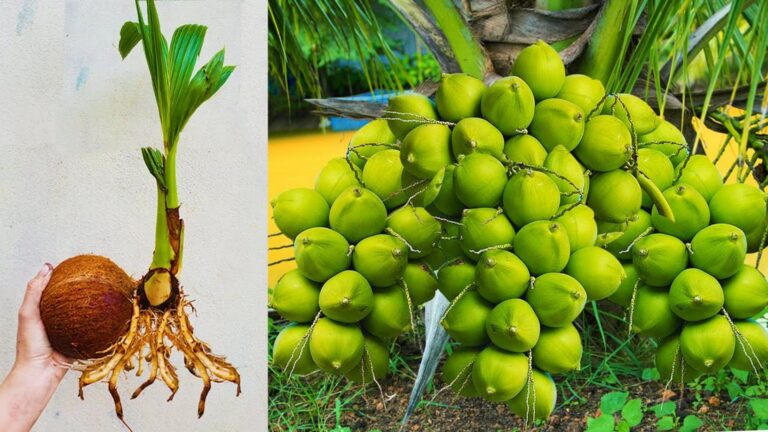Un metodo sorprendente per far crescere le palme da cocco in fretta…
