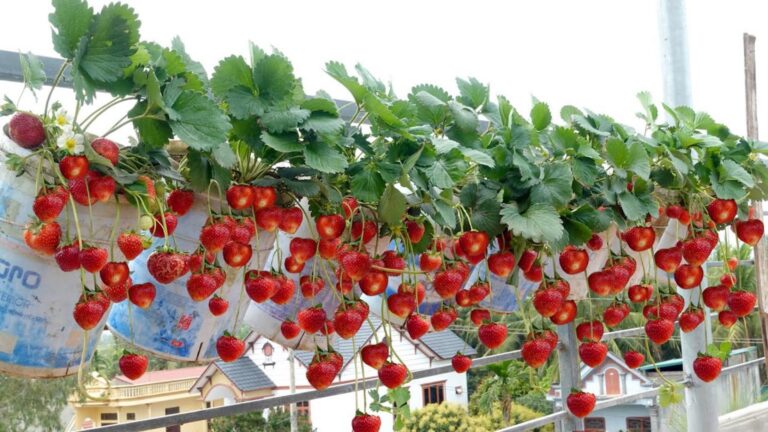 Questo semplice gesto ti permetterà di avere fragole tutto l’anno… scoprilo ora!