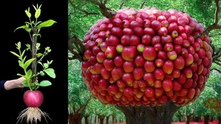 Questo semplice gesto trasforma le tue mele in guaiave ricche di frutti…