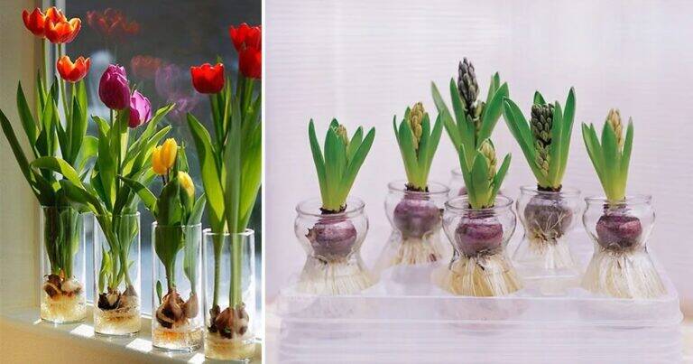 Come coltivare tulipani e giacinti in acqua e farli durare per anni