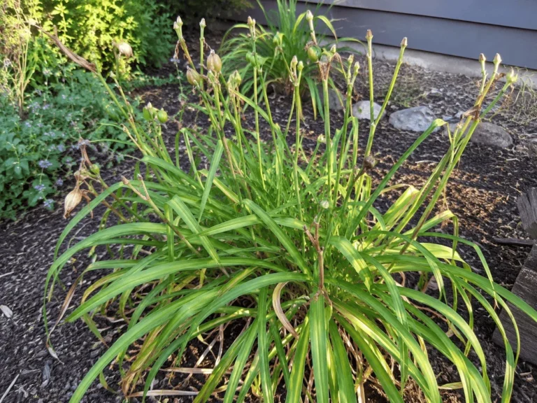 Quando e come potare gli Hemerocallis dopo la fioritura per favorire una nuova crescita vigorosa