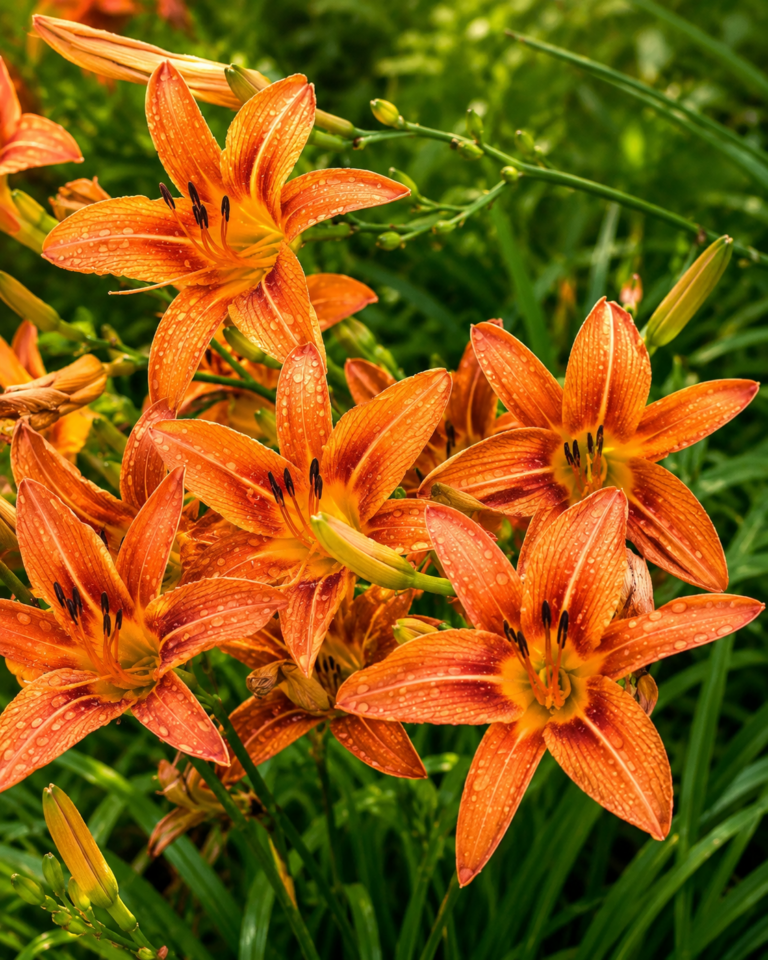 20 Piante Perenni che si Moltiplicano da Sole: il Segreto per un Giardino Sempre Rigoglioso