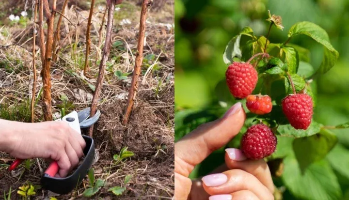 Come Potare i Lamponi per un Raccolto Abbondante Anno Dopo Anno