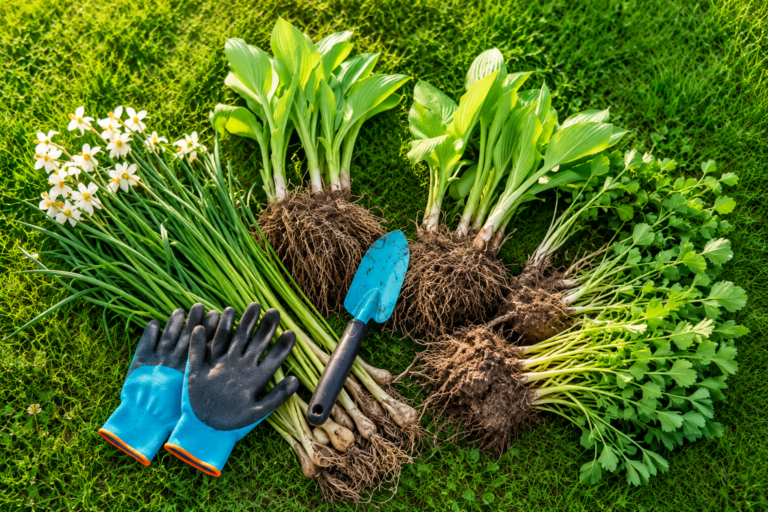 8 piante perenni affidabili da dividere ad agosto per mantenere il giardino sano nel tempo