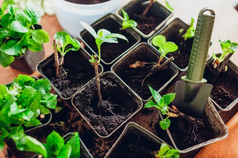 Come propagare le ortensie: la guida completa per ottenere nuove piante sane e rigogliose