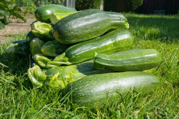 14 Modi Intelligenti per Conservare un Abbondante Raccolto di Zucchine: Congelarle, Essiccarle o Trasformarle