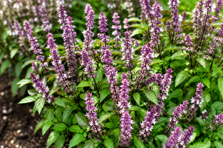 Non buttare i fiori del basilico: 8 modi intelligenti per utilizzarli in cucina e in casa