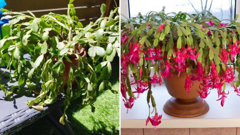 10 passaggi per far tornare in salute il cactus di Natale in pochissimo tempo