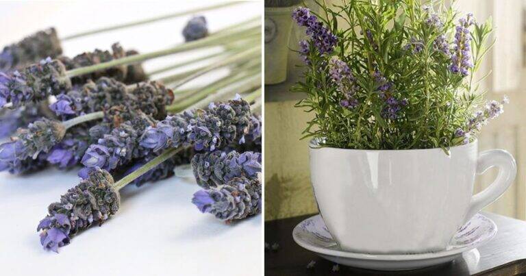 Come piantare la lavanda in una tazza per profumare tutta casa